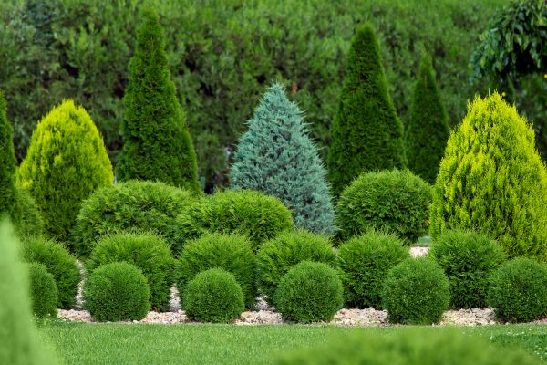 Cost of Bush Trimming Service in Flagstaff