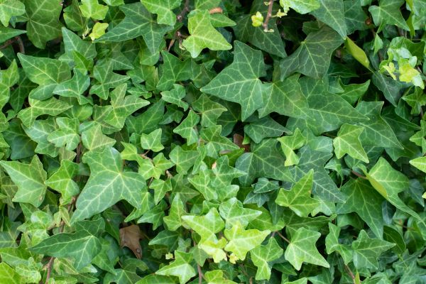 Cost of English Ivy Removal in Flagstaff