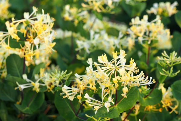 Cost of Honeysuckle Removal in Flagstaff