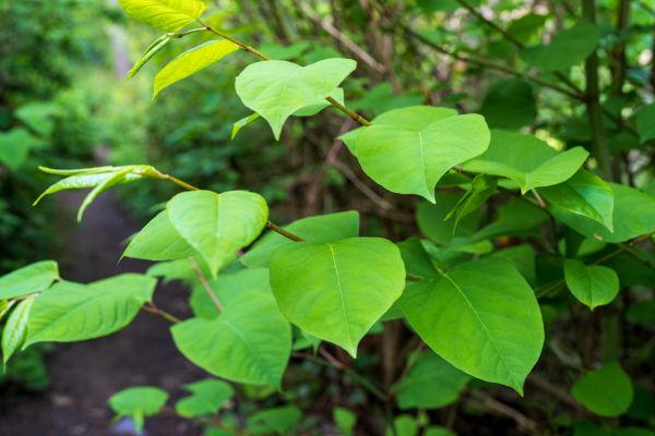 Cost of Invasive Plant Removal in Flagstaff