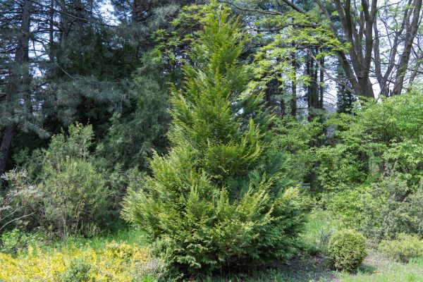 Cost of Juniper Pruning in Flagstaff