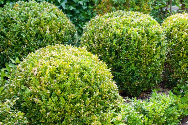 Cost of Landscape Trimming Service in Flagstaff