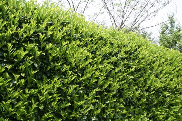 Cost of Laurel Removal in Flagstaff