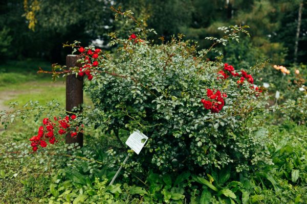 Cost of Rose Bush Removal in Flagstaff