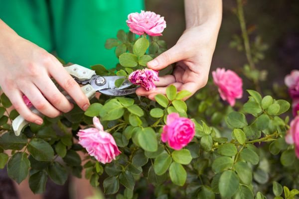 Cost of Rose Trimming in Flagstaff