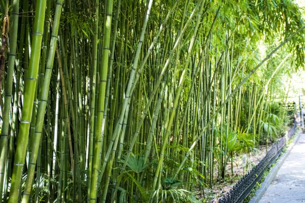 Cost of Bamboo Root Removal in Flagstaff
