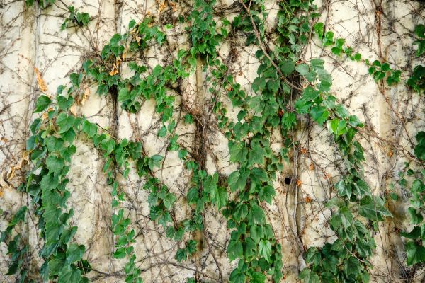 Cost of Vine Removal Service in Flagstaff