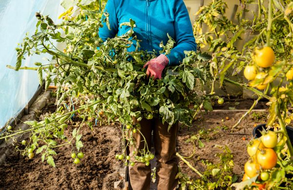 Cost of Garden Plant Removal in Flagstaff
