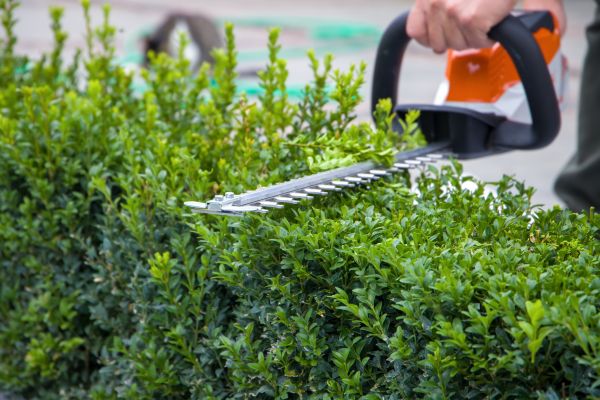 Hedge Shearing in Flagstaff