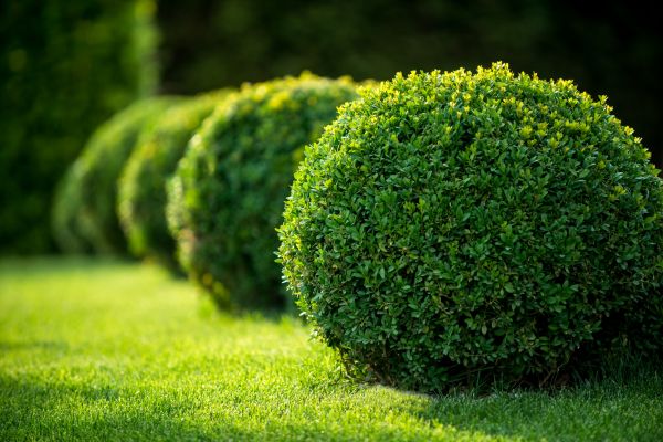 Cost of Bush Pruning in Flagstaff
