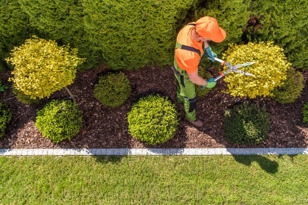 Cost of Topiary Trimming in Flagstaff