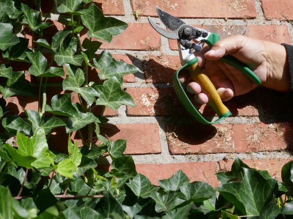 Cost of Ivy Removal Service in Flagstaff