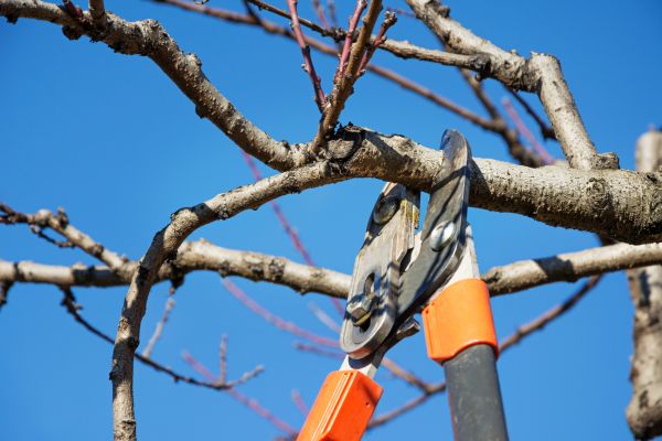 Cost of Selective Pruning in Flagstaff