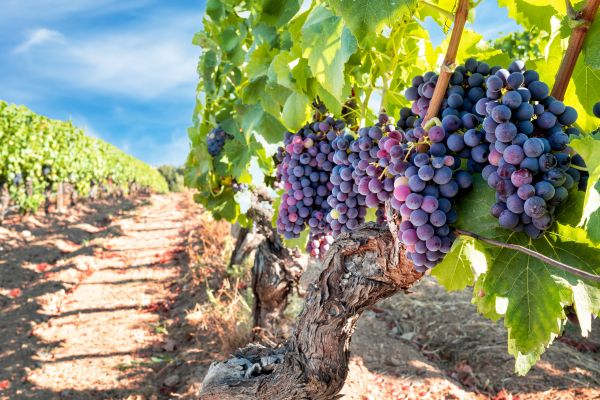 Cost of Grapevine Pruning in Flagstaff
