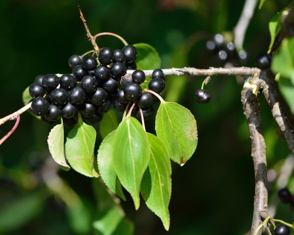 Cost of Buckthorn Removal in Flagstaff