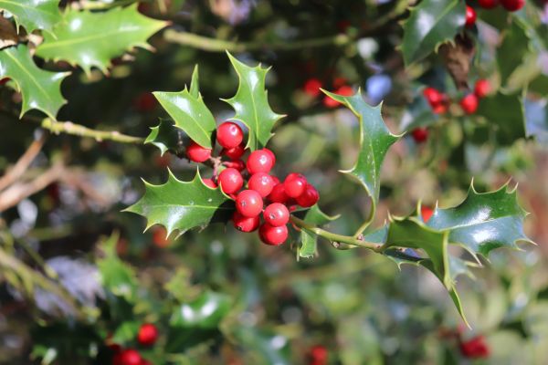 Cost of Holly Tree Trimming in Flagstaff
