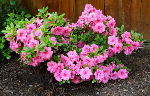 Cost of Azaleas Removal in Flagstaff
