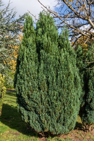 Cost of Juniper Trimming in Flagstaff