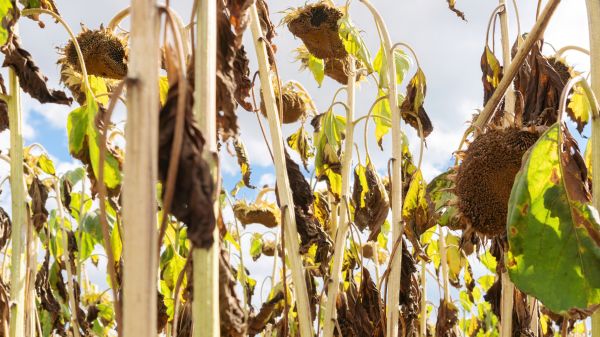 Cost of Dead Plant Removal in Flagstaff