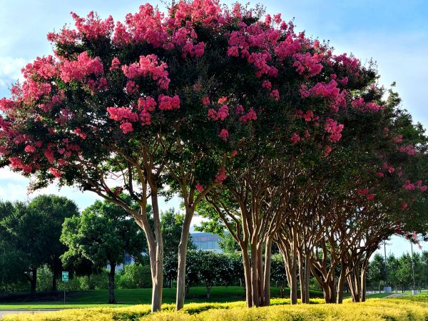 Cost of Crepe Myrtle Pruning in Flagstaff