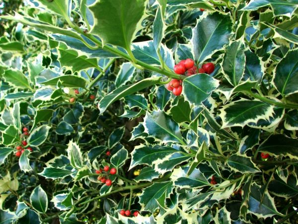 Cost of Holly Bushes Trimming in Flagstaff