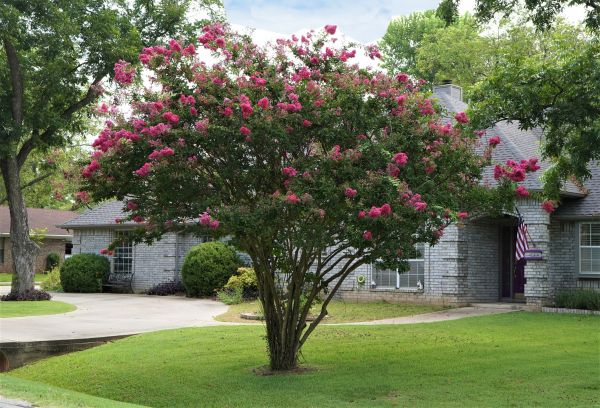 Crepe Myrtle Trimming in Flagstaff