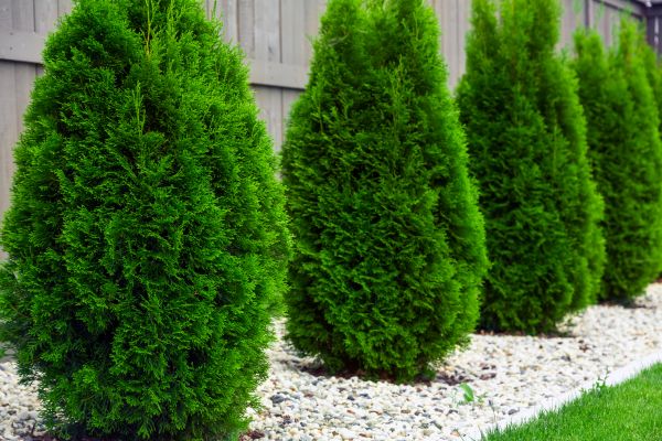 Cost of Arborvitae Removal in Flagstaff