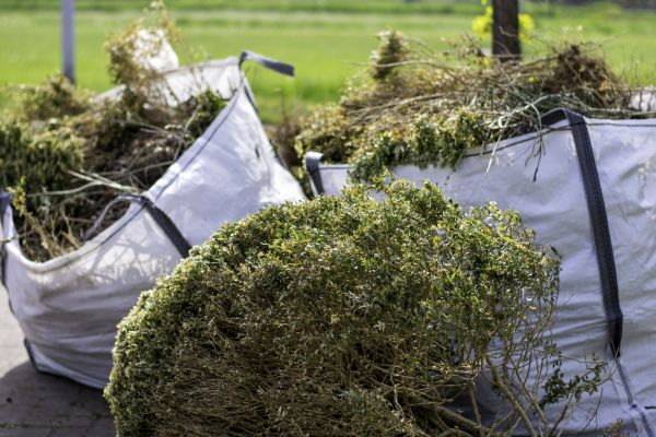 Cost of Shrubs Removal in Flagstaff