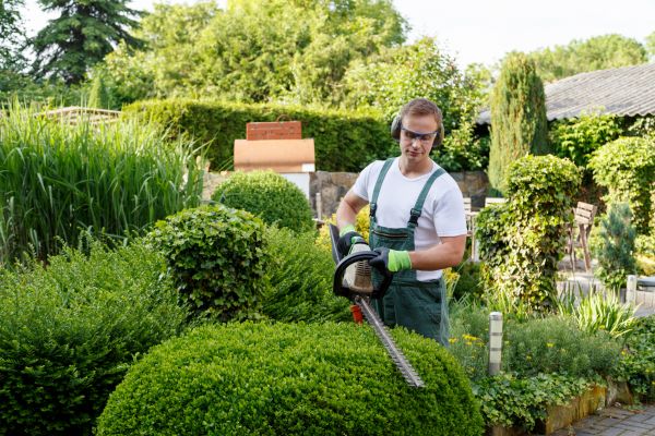 Shrubs Trimming in Flagstaff