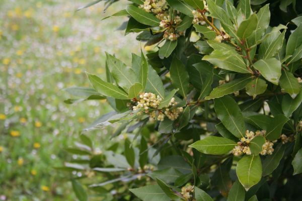 Cost of Laurel Trimming in Flagstaff