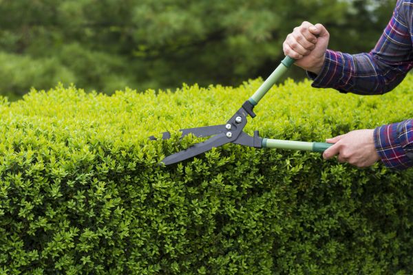 Cost of Evergreen Shrub Pruning in Flagstaff