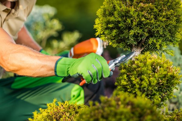 Cost of Landscape Pruning Service in Flagstaff