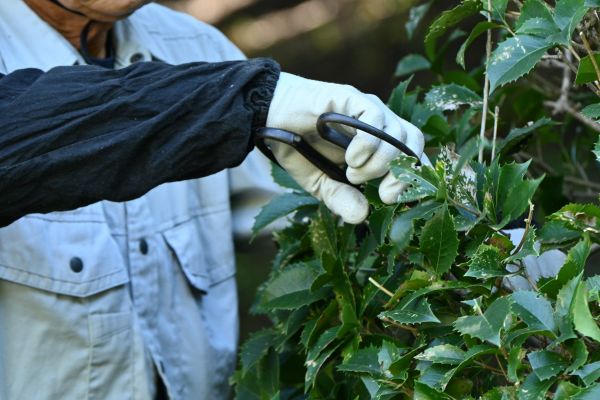 Holly Pruning in Flagstaff