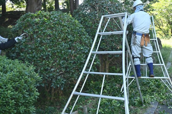 Cost of Holly Shaping in Flagstaff