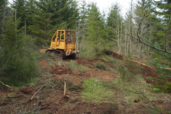Cost of Shrubbery Clearing in Flagstaff