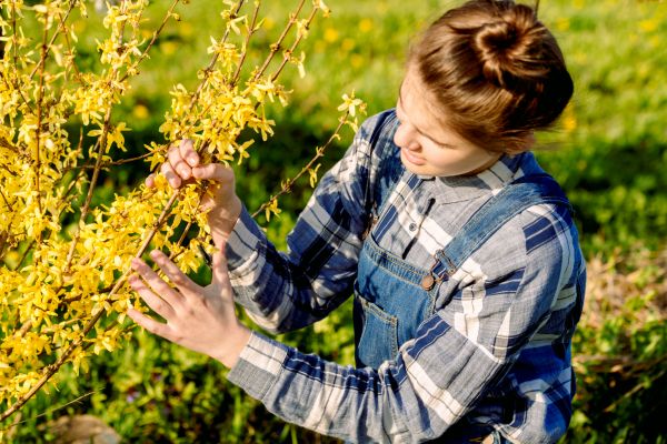 Cost of Forsythia Trimming in Flagstaff