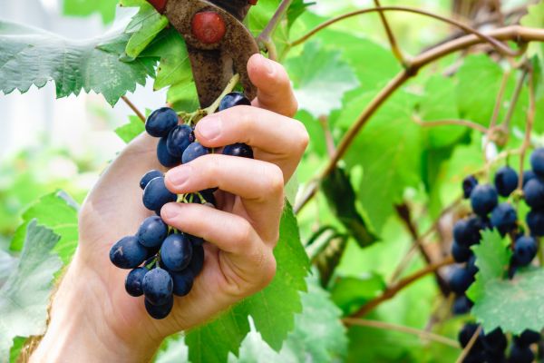 Cost of Vineyard Pruning in Flagstaff