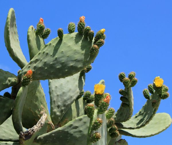Cost of Cactus Removal in Flagstaff