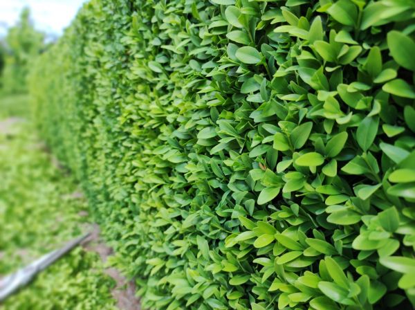 Cost of Boxwood Pruning in Flagstaff