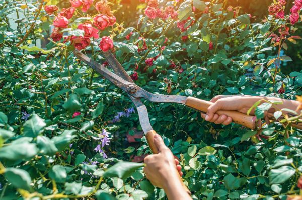 Knockout Roses Pruning in Flagstaff