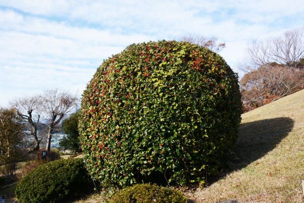 Cost of Holly Shrub Pruning in Flagstaff