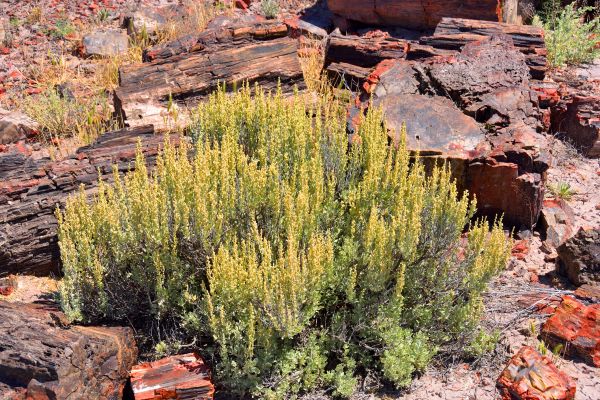 Cost of Sagebrush Removal in Flagstaff