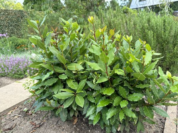 Cost of Laurel Hedge Trimming in Flagstaff