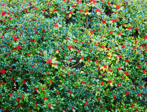 Cost of Holly Bush Removal in Flagstaff