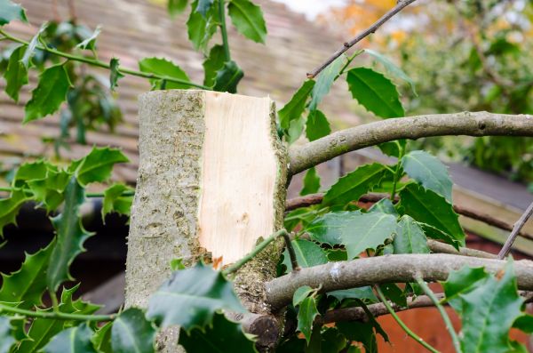 Cost of Holly Tree Removal in Flagstaff