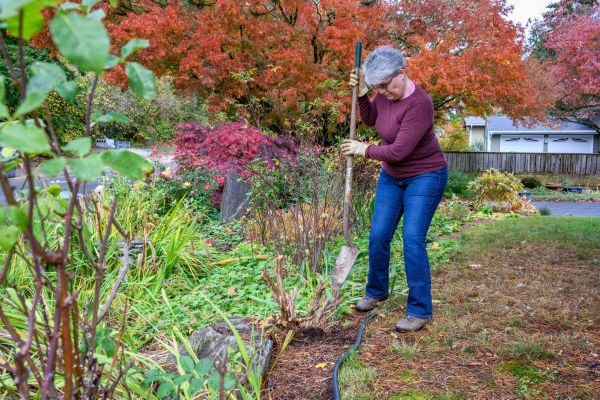 Cost of Dead Bush Removal in Flagstaff