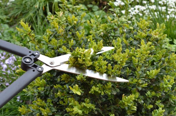 Cost of Boxwood Trimming in Flagstaff