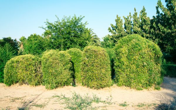 Cost of Bamboo Hedge Removal in Flagstaff