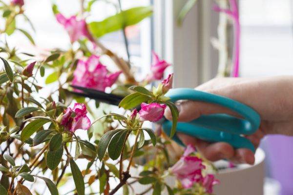 Azalea Pruning in Flagstaff