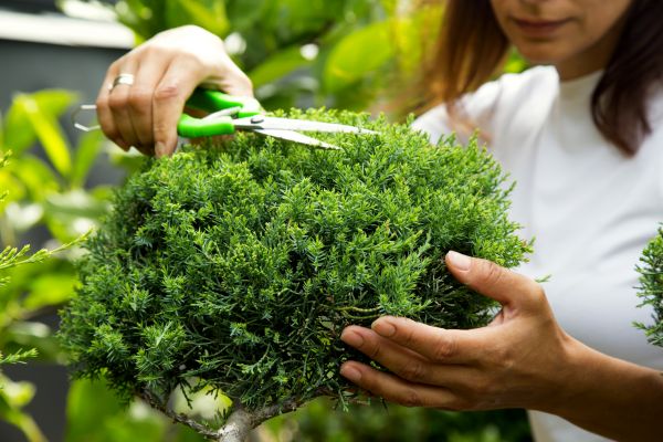Cost of Juniper Shrub Pruning in Flagstaff